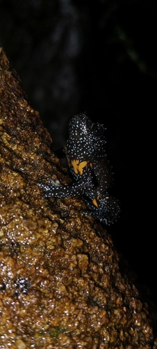 Galaxy Frog, Melanobatrachus indicus