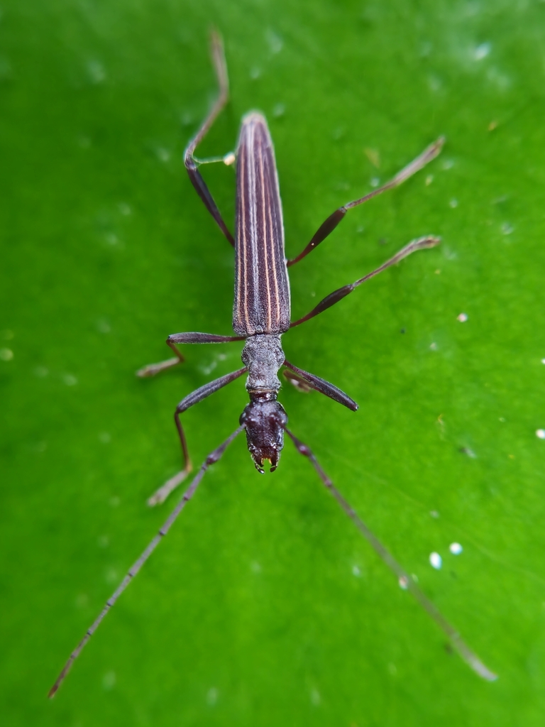 Drotus elegans