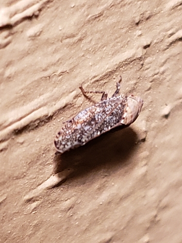 Paraphlepsius fulvidorsum