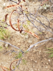 Calliandra eriophylla