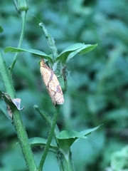 Cenopis reticulatana