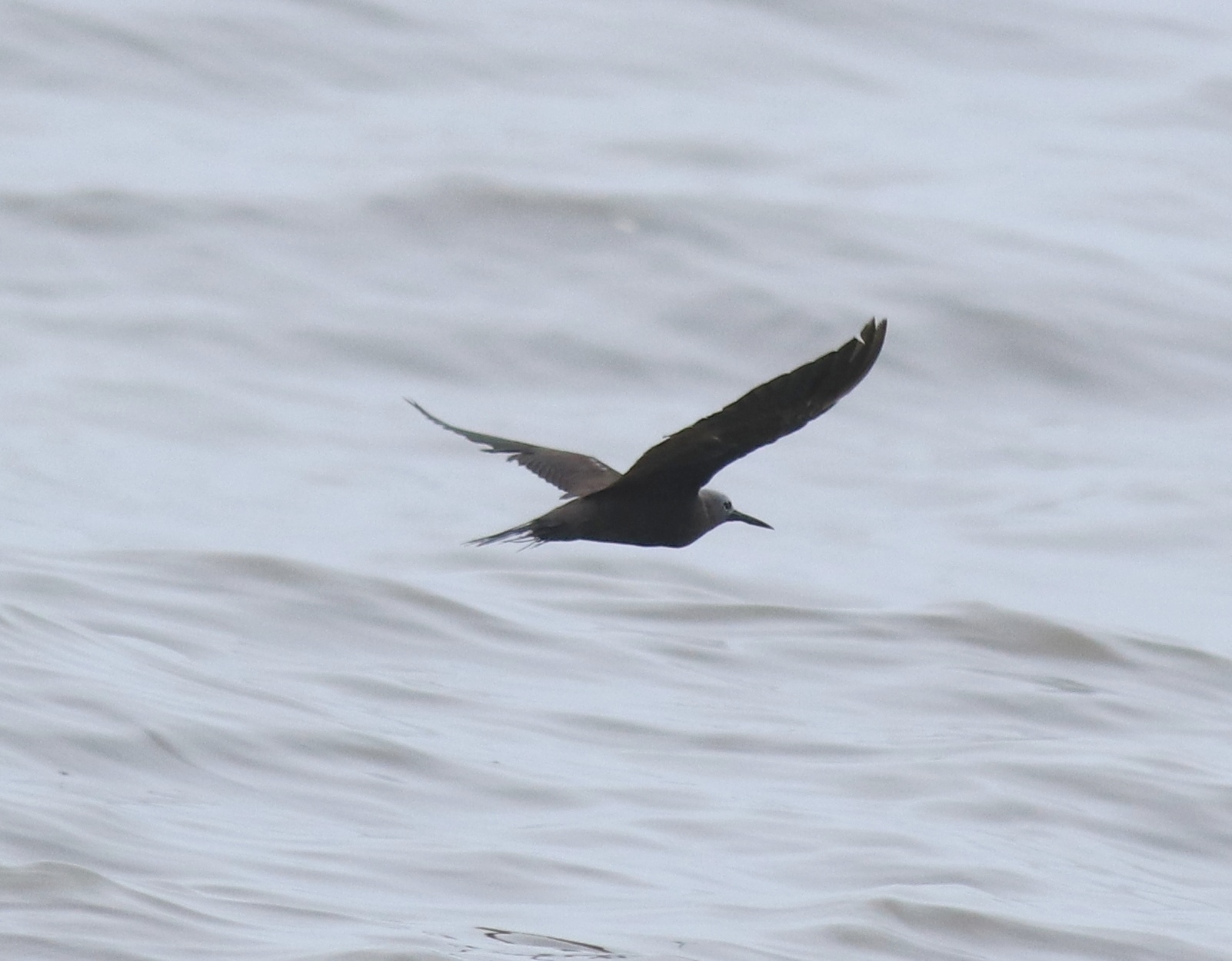 Lesser Noddy (Anous tenuirostris), photo 7