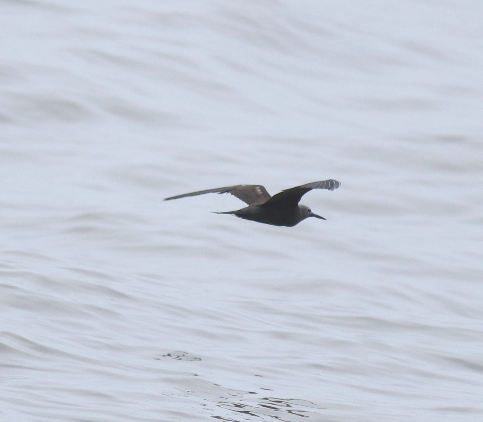 Lesser Noddy (Anous tenuirostris), photo 8