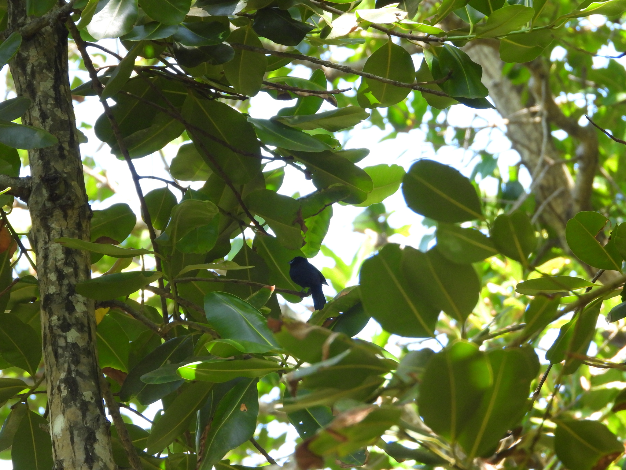 Seychelles Paradise Flycatcher (Terpsiphone corvina), photo 5