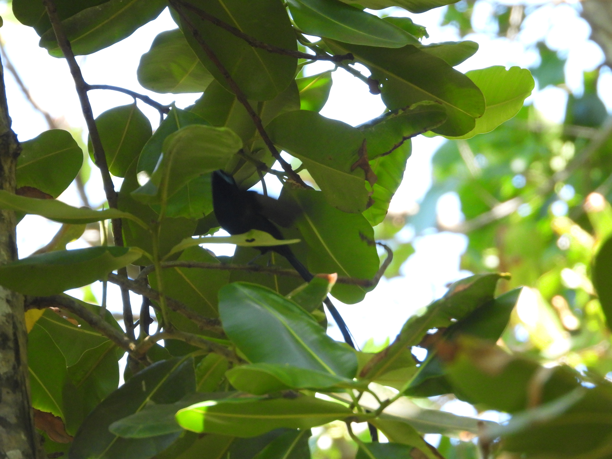 Seychelles Paradise Flycatcher (Terpsiphone corvina), photo 4