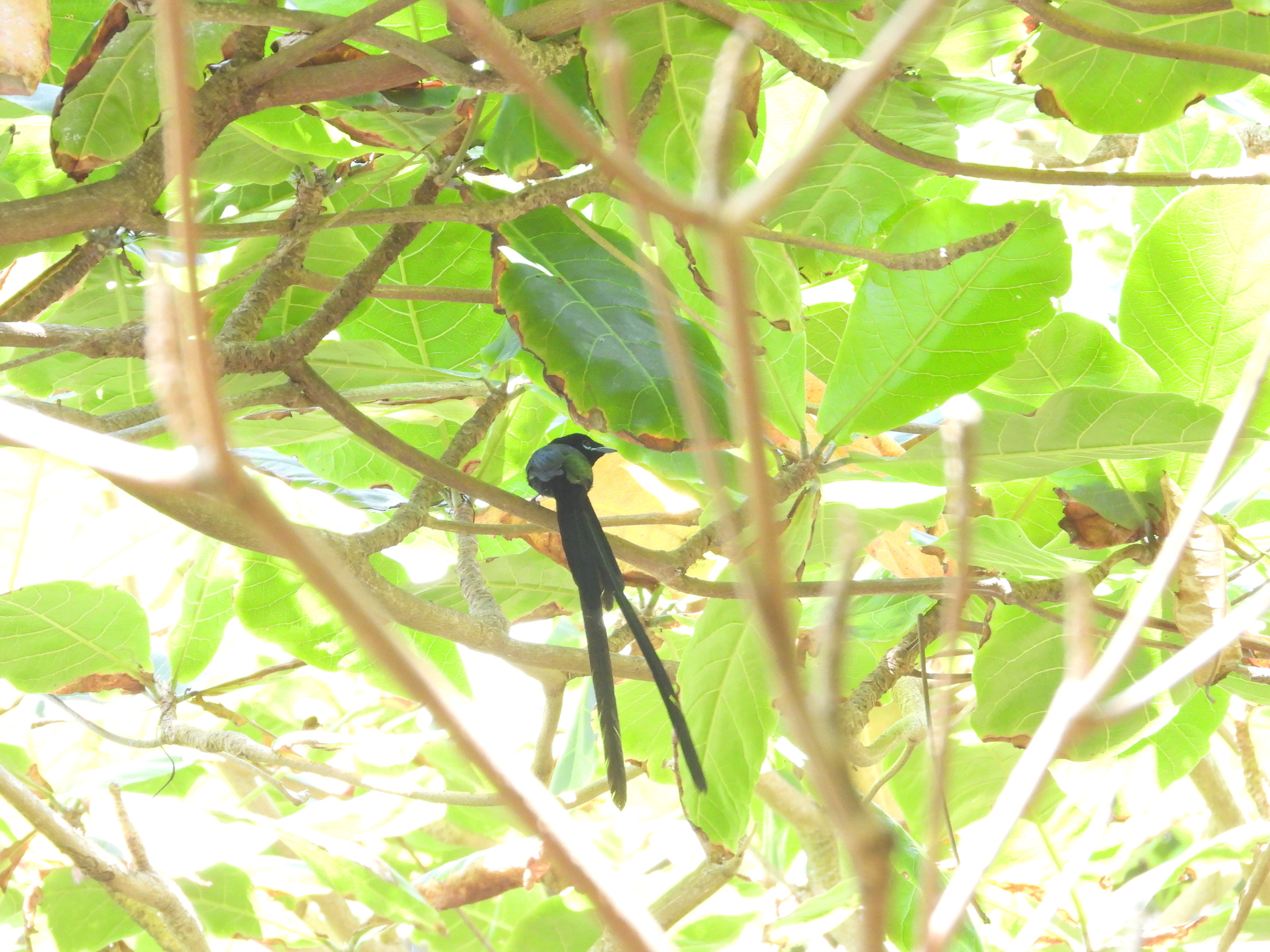 Seychelles Paradise Flycatcher (Terpsiphone corvina), photo 3