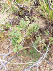 Calliandra eriophylla