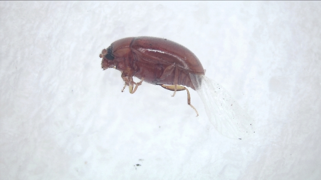 Curelius