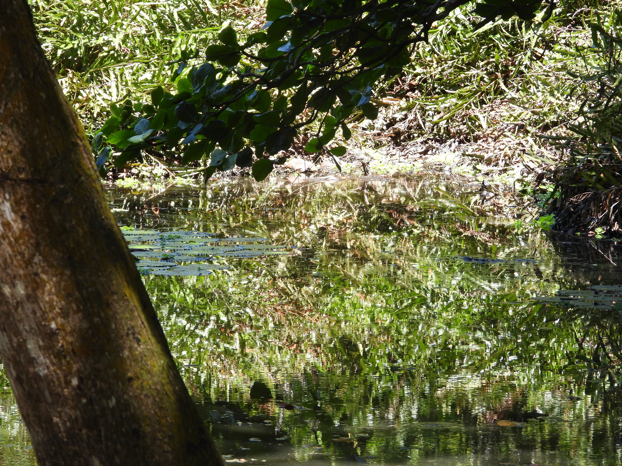 Seychelles Swiftlet (Aerodramus elaphrus), photo 5