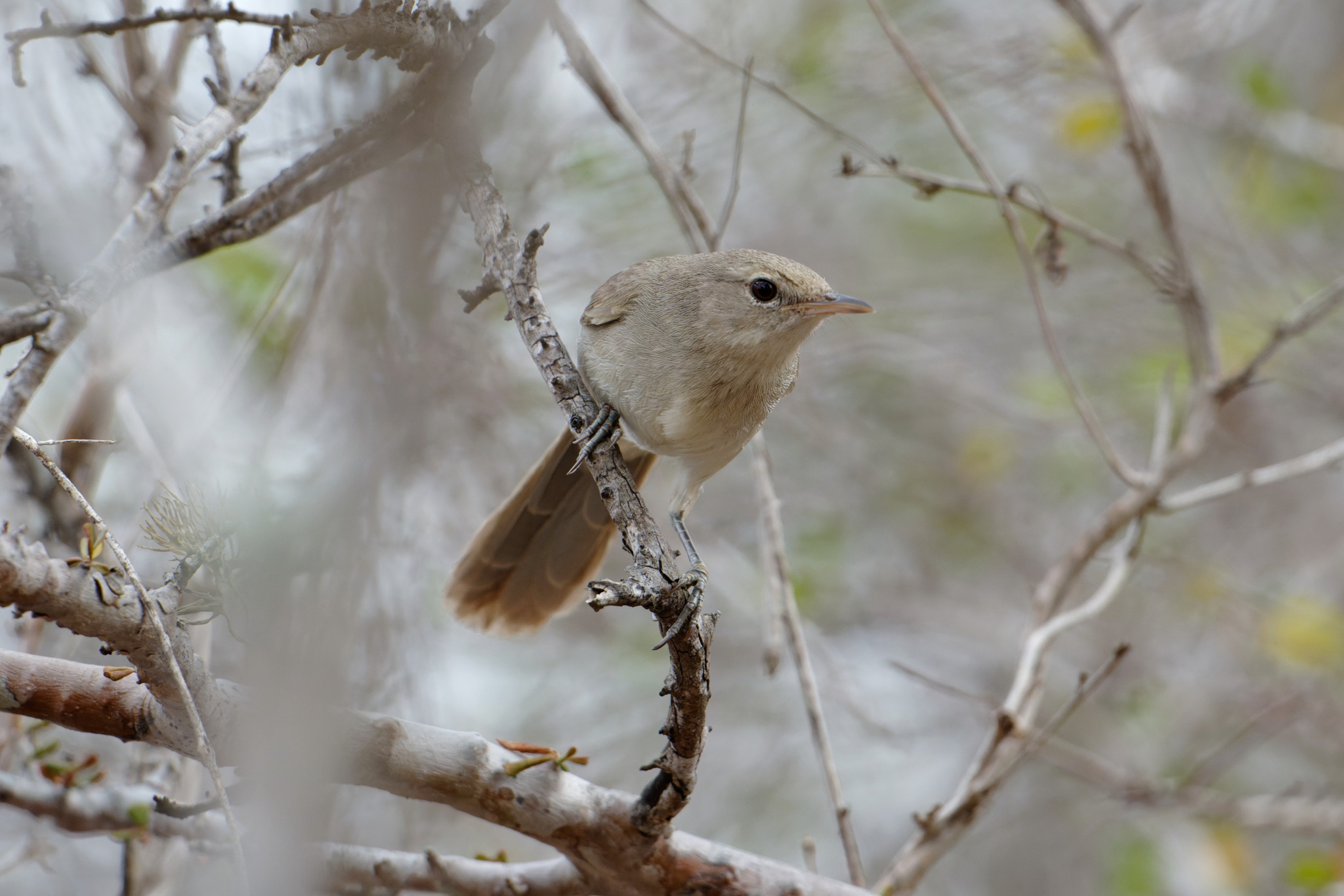 Subdesert Brush Warbler (Nesillas lantzii), photo 3