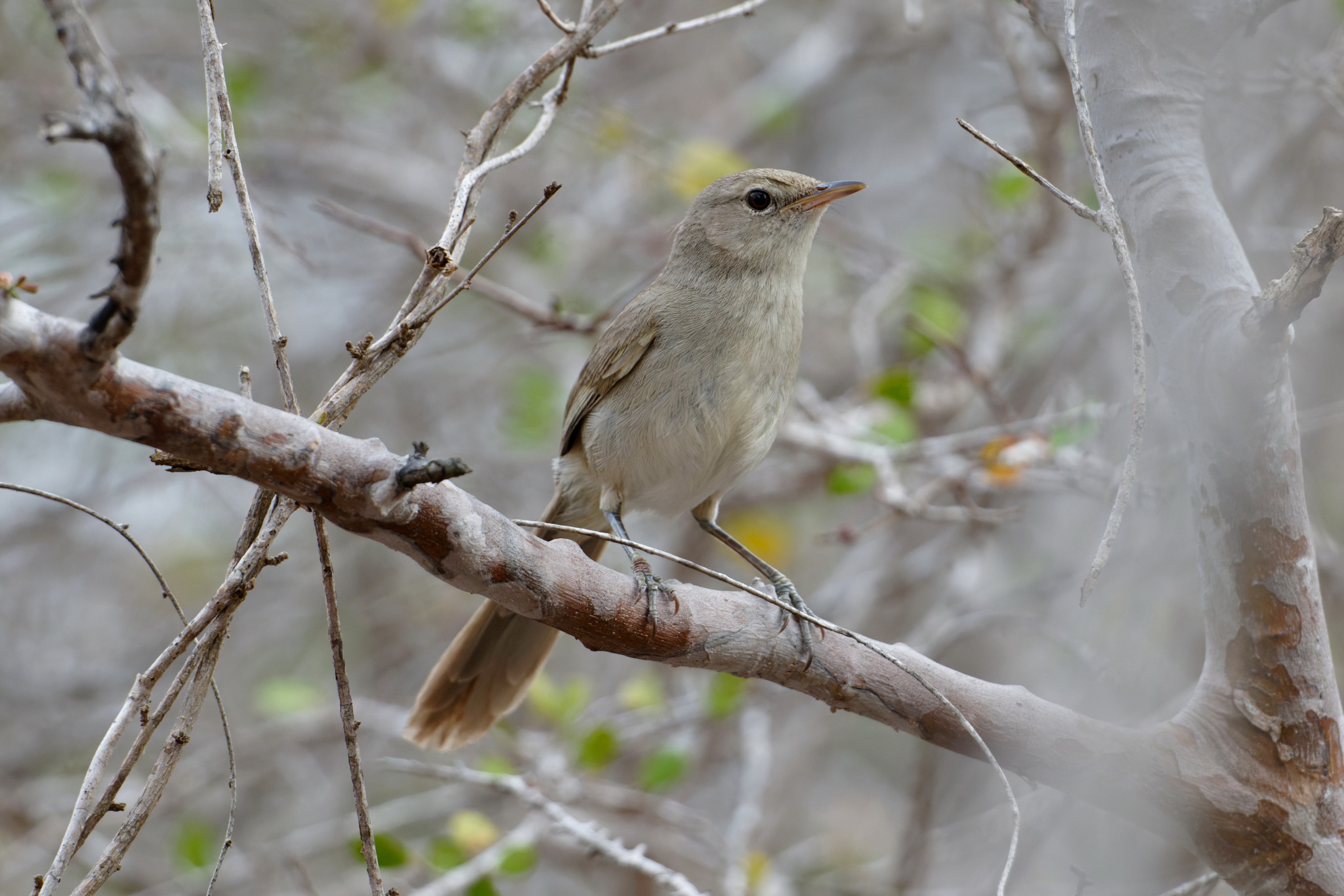Subdesert Brush Warbler (Nesillas lantzii), photo 2