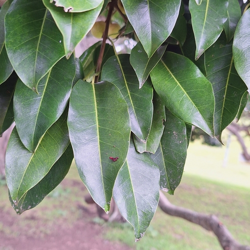 Ficus henneana, photograph 4