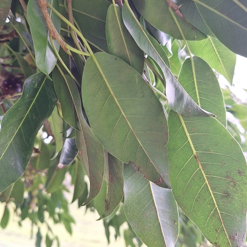 Ficus henneana, photograph 5