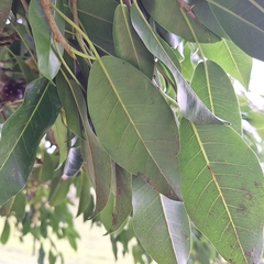 Ficus henneana, photograph (c) Greg Tasney, some rights reserved (CC BY-SA)