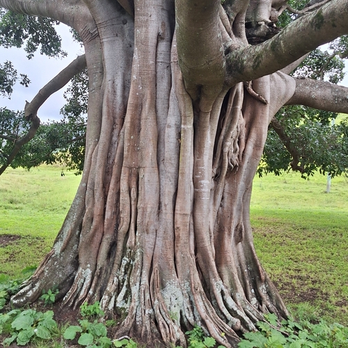 Ficus henneana, photograph 6