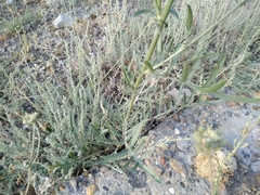 Centaurea scabiosa apiculata