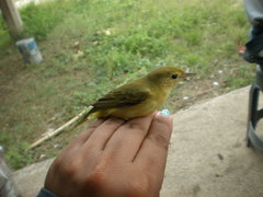 Setophaga petechia