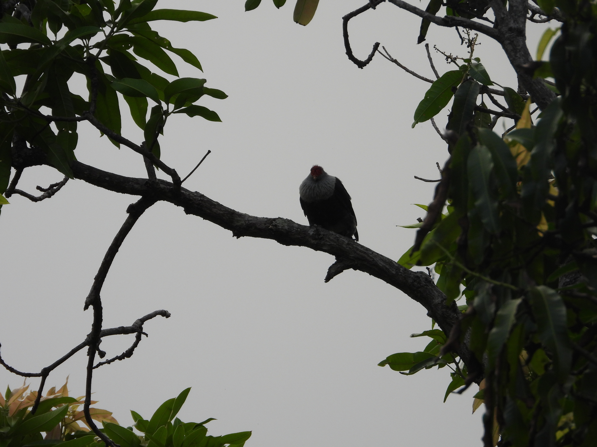 Seychelles Blue Pigeon (Alectroenas pulcherrimus), photo 5