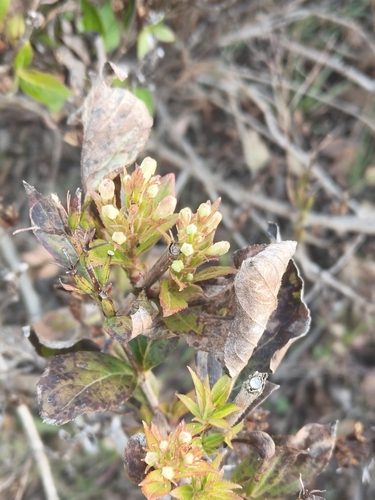 Weigela japonica iNat (3)