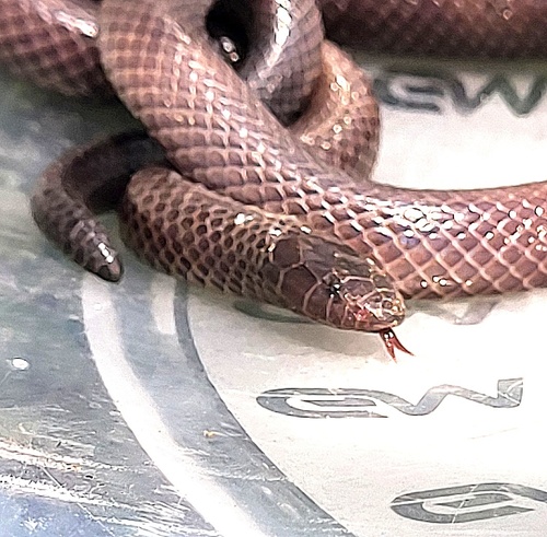 Common Purple-glossed Snake