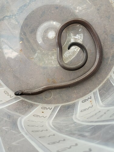 Common Purple-glossed Snake