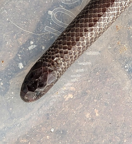 Common Purple-glossed Snake