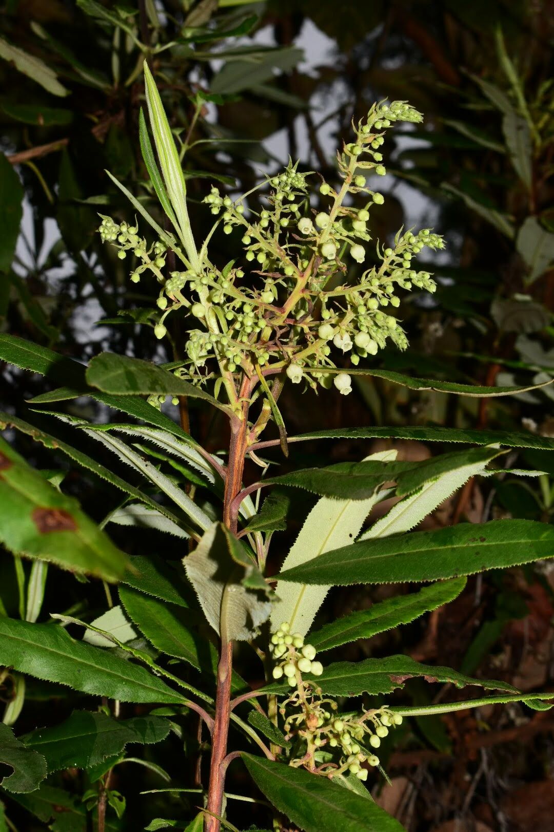 Comarostaphylis discolor
