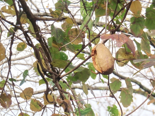 Image of Akebia trifoliata by (c) mami_t_t, some rights reserved (CC BY)