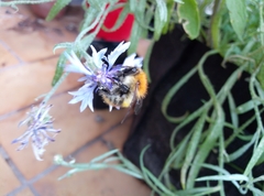Bombus