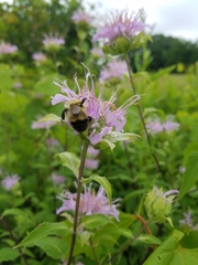 Bombus bimaculatus