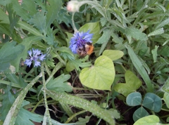 Bombus