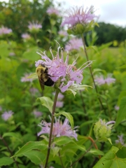 Bombus bimaculatus