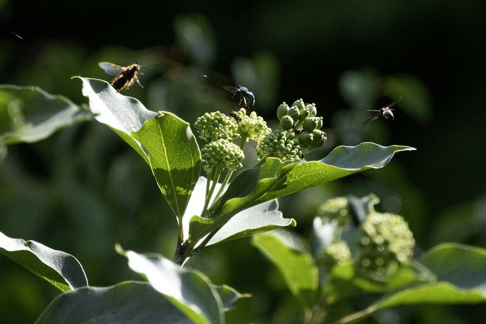 Dendropanax trifidus (Dendropanax trifidus)