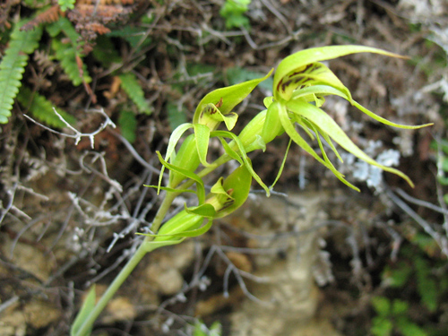 Image of Rimacola elliptica by (c) Jeremy Jones, some rights reserved (CC BY)