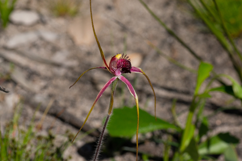 Caladenia lorea