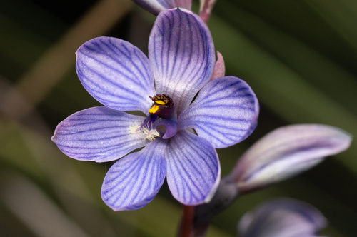 Image of Thelymitra campanulata by (c) Jeremy Jones, some rights reserved (CC BY)