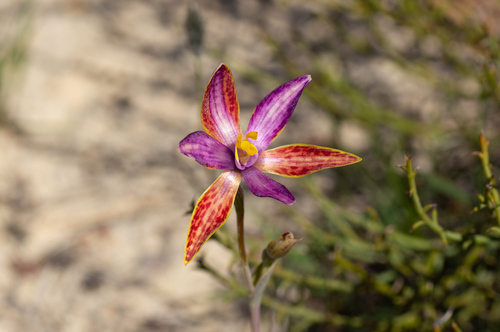 northern Queen of Sheba (Thelymitra pulcherrima)