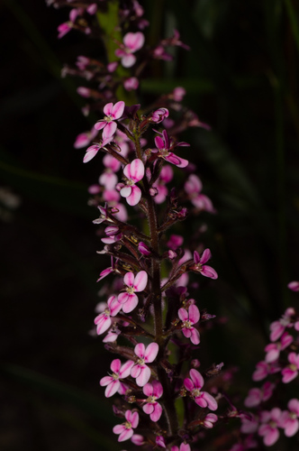 Tall Triggerplant (Stylidium elongatum)