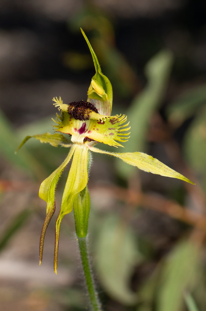 Caladenia crebra