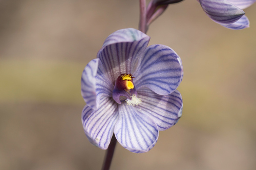 Image of Thelymitra campanulata by (c) Jeremy Jones, some rights reserved (CC BY)