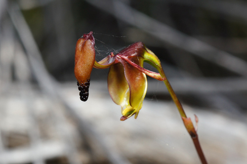 Smooth-billed Duck Orchid (Caleana terminalis)