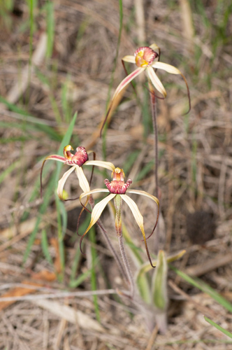 Image of Caladenia radialis by (c) Jeremy Jones, some rights reserved (CC BY)