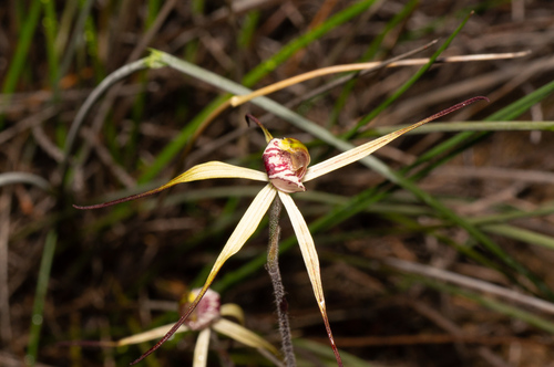 Image of Caladenia radialis by (c) Jeremy Jones, some rights reserved (CC BY)