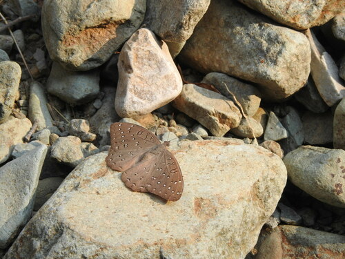 Guinea-fowl Butterfly