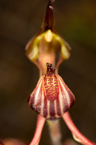 Image of Caladenia multiclavia by (c) Jeremy Jones, some rights reserved (CC BY)