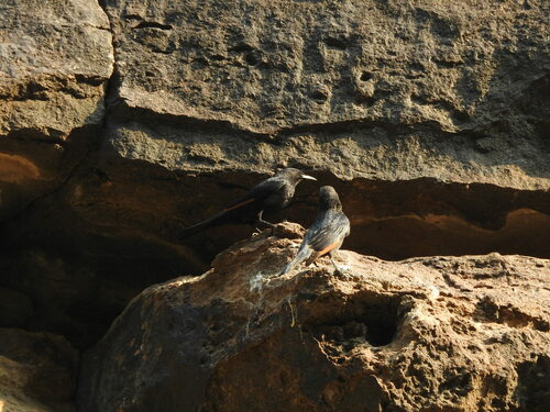 Tristram's Starling