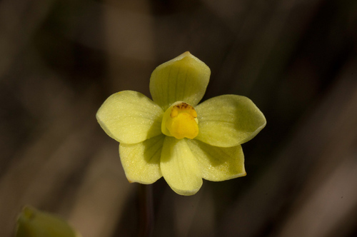 Image of Thelymitra flexuosa by (c) Jeremy Jones, some rights reserved (CC BY)