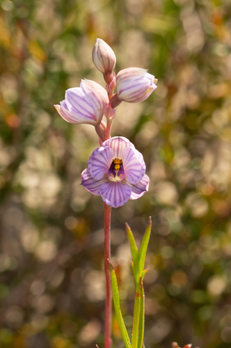 Image of Thelymitra campanulata by (c) Jeremy Jones, some rights reserved (CC BY)