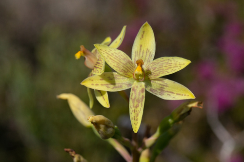 Image of Thelymitra villosa by (c) Jeremy Jones, some rights reserved (CC BY)