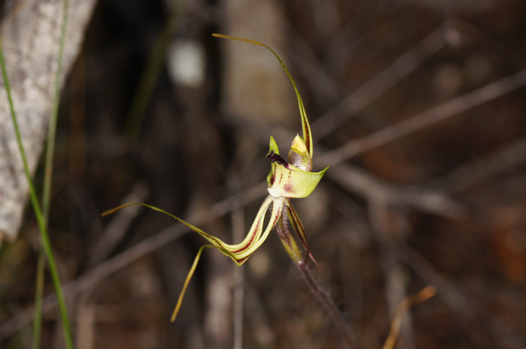 Caladenia exstans